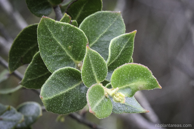 Eucalyptus camfieldii