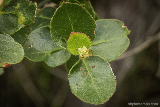 Eucalyptus camfieldii