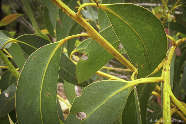 Eucalyptus luehmanniana