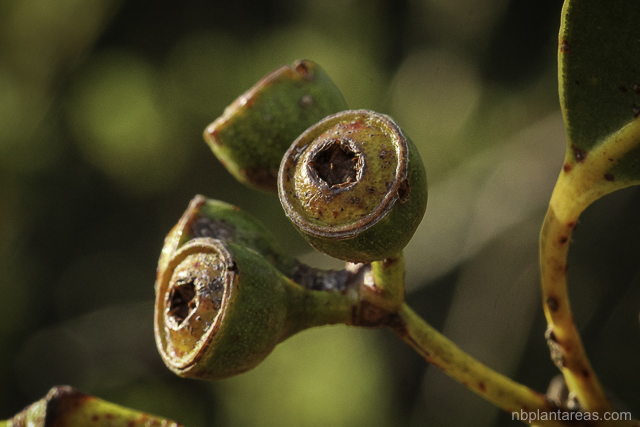 Eucalyptus luehmanniana