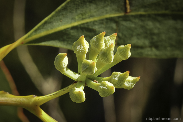 Eucalyptus luehmanniana