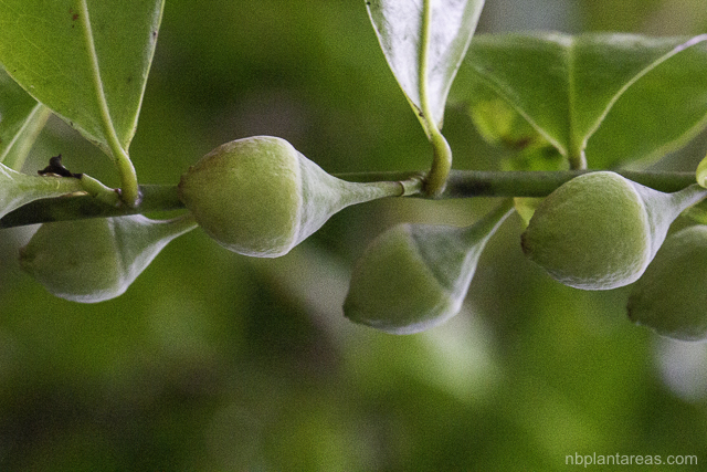 Eupomatia laurina