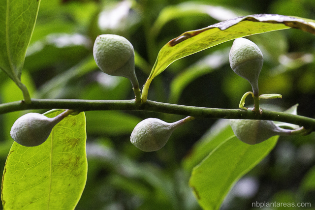 Eupomatia laurina