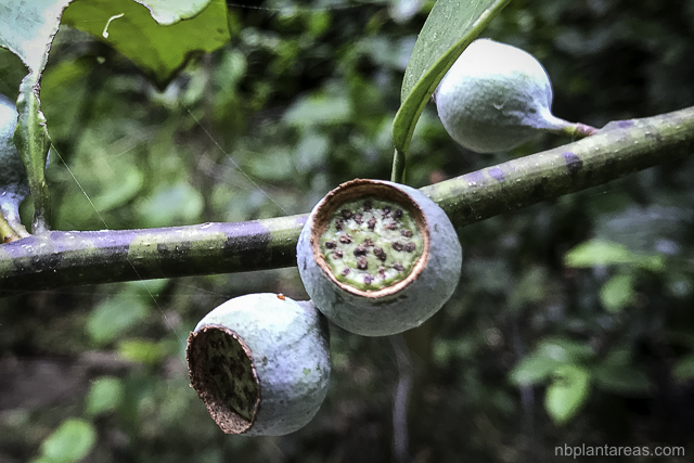 Eupomatia laurina
