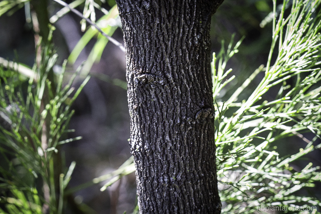 Exocarpos cupressiformis
