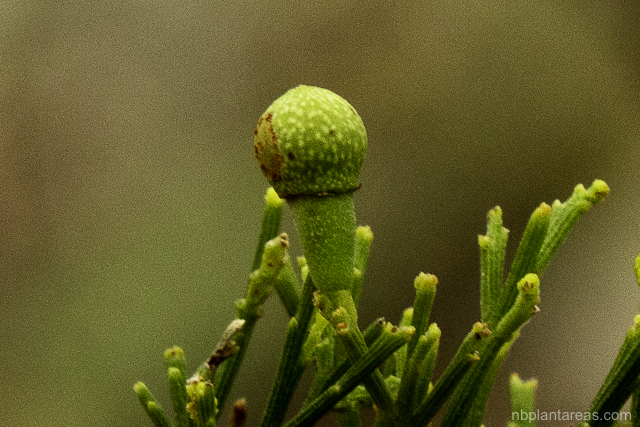 Exocarpos cupressiformis