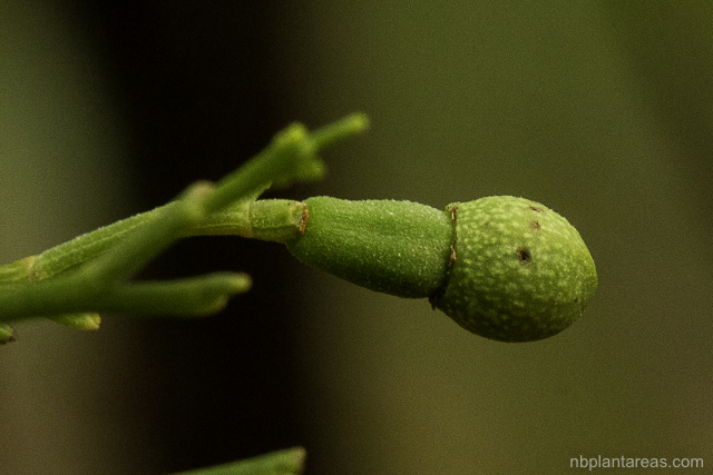 Exocarpos cupressiformis