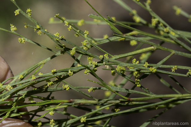 Exocarpos strictus