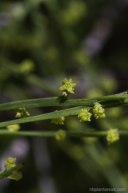 Exocarpos strictus