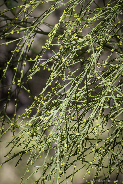 Exocarpos strictus