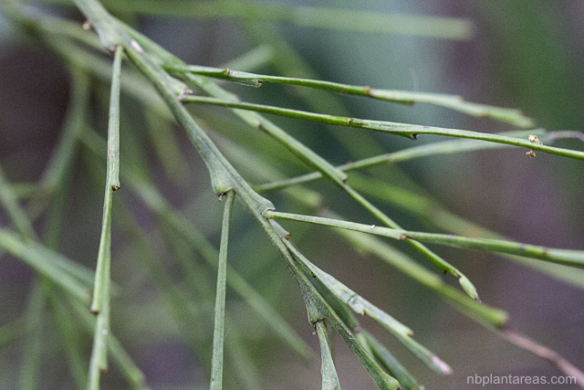 Exocarpos strictus