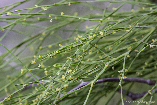 Exocarpos strictus