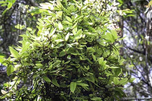 Ficus coronata