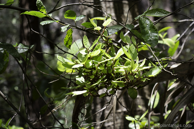 Ficus coronata
