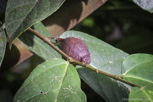 Ficus coronata