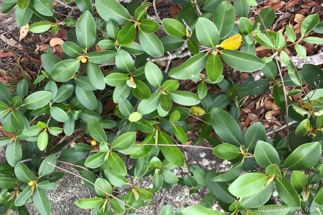Ficus rubiginosa