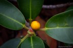 Ficus rubiginosa