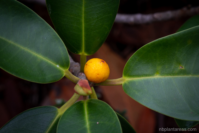 Ficus rubiginosa