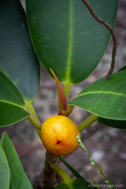 Ficus rubiginosa