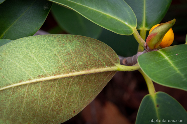 Ficus rubiginosa