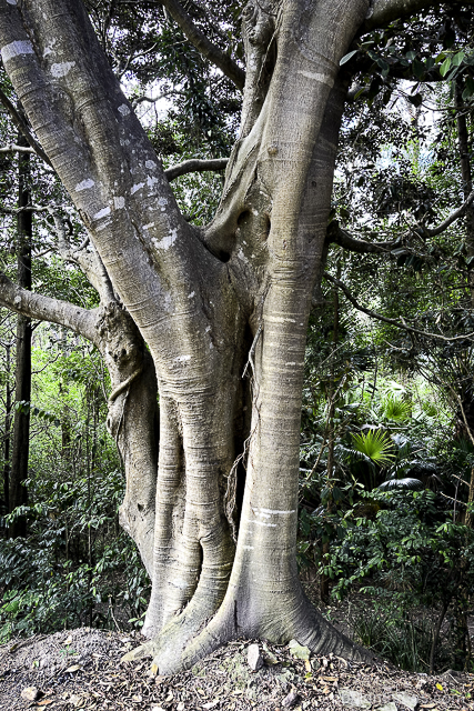 Ficus rubiginosa