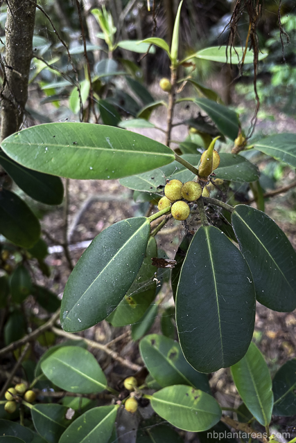 Ficus rubiginosa