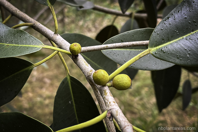 Ficus rubiginosa