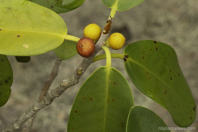 Ficus rubiginosa