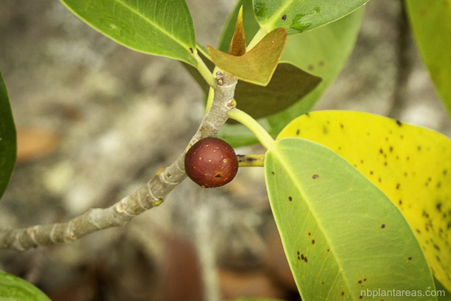 Ficus rubiginosa