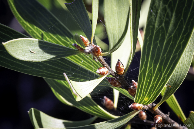 Hakea laevipes