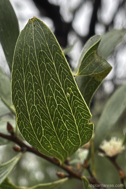 Hakea laevipes