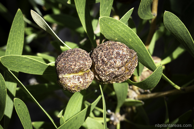 Hakea laevipes