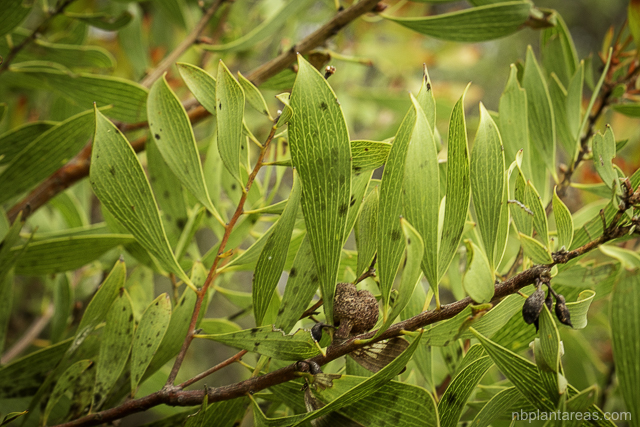 Hakea laevipes