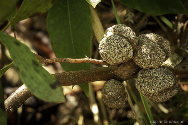 Hakea laevipes