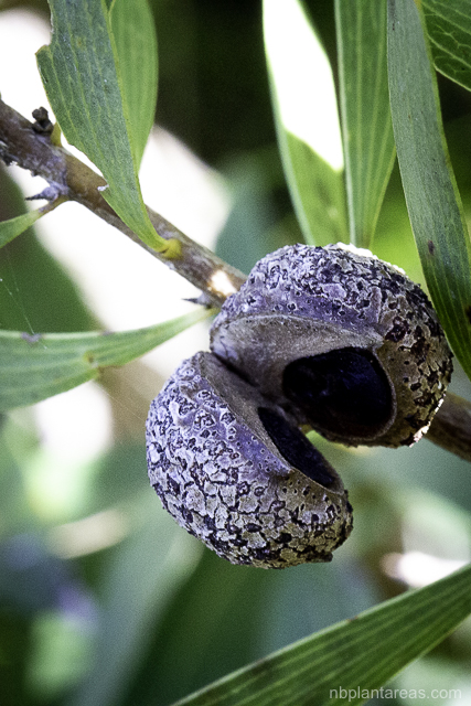 Hakea laevipes