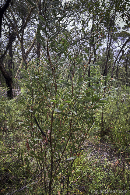 Hakea laevipes