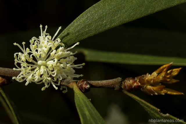 Hakea laevipes