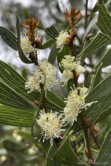 Hakea laevipes