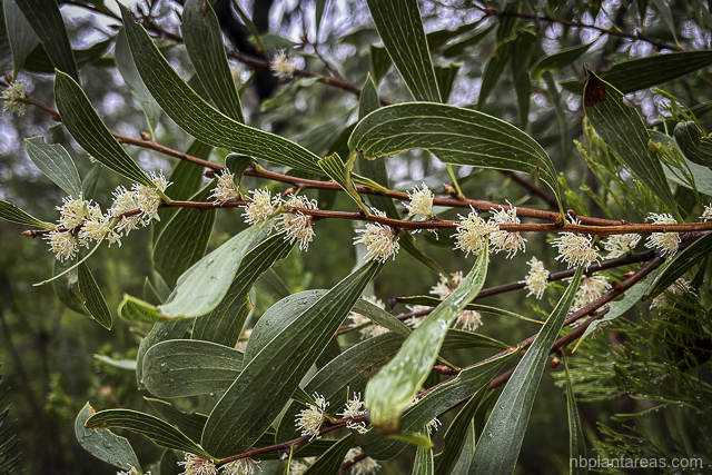 Hakea laevipes