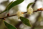Hakea laevipes