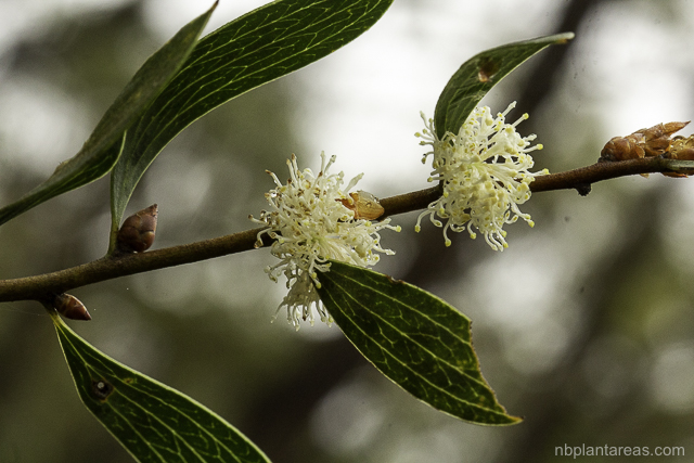 Hakea laevipes