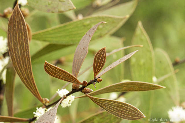 Hakea laevipes