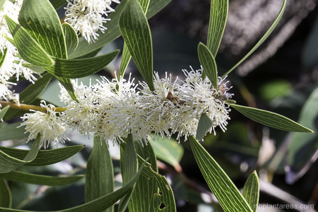 Hakea laevipes