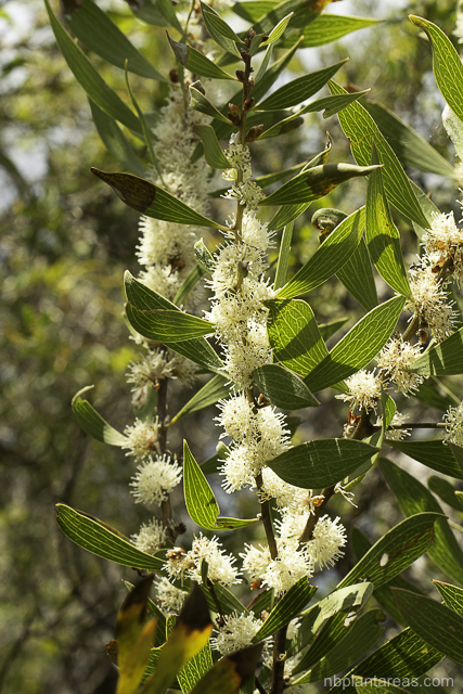 Hakea laevipes