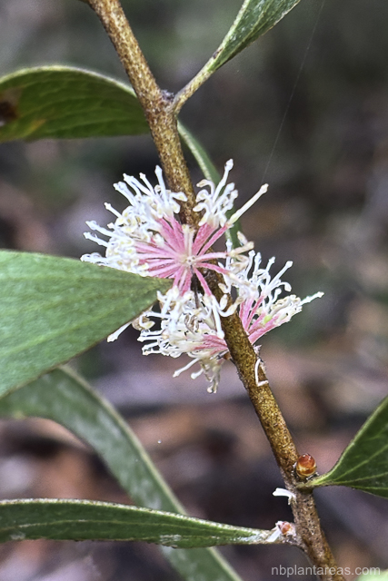 Hakea laevipes