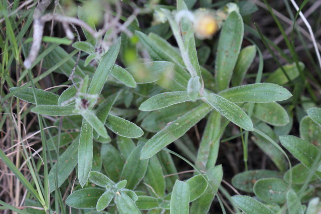 Coronidium scorpioides