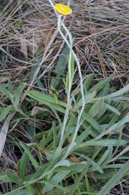 Coronidium scorpioides