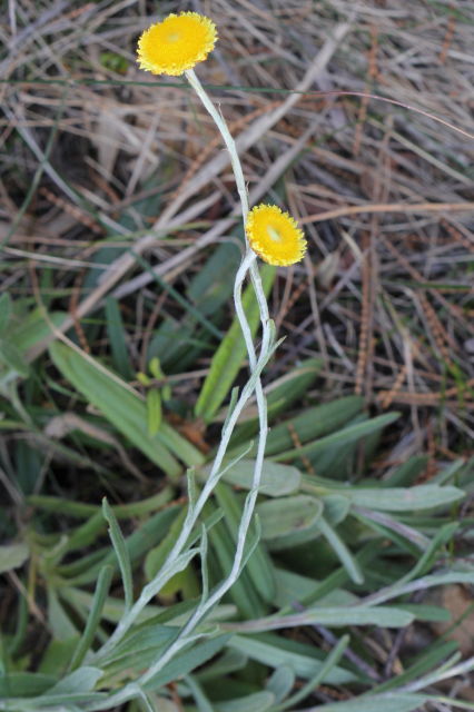 Coronidium scorpioides