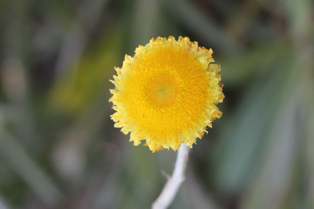 Coronidium scorpioides