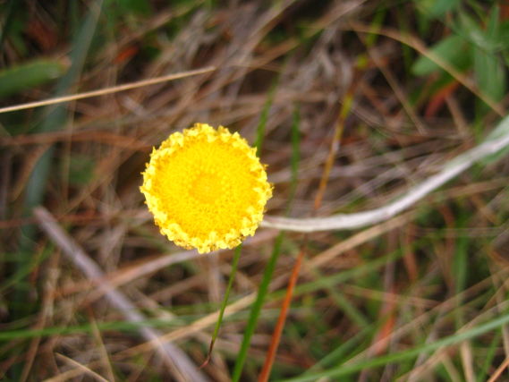 Coronidium scorpioides